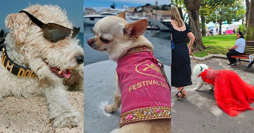 Cannes, jour 8 : et si les vraies stars du Festival de Cannes, c’étaient les chiens ?