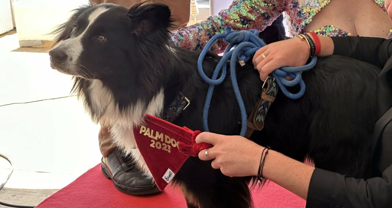 A Cannes, avant la Palme d’Or, la Palm Dog pour récompenser le meilleur chien acteur !