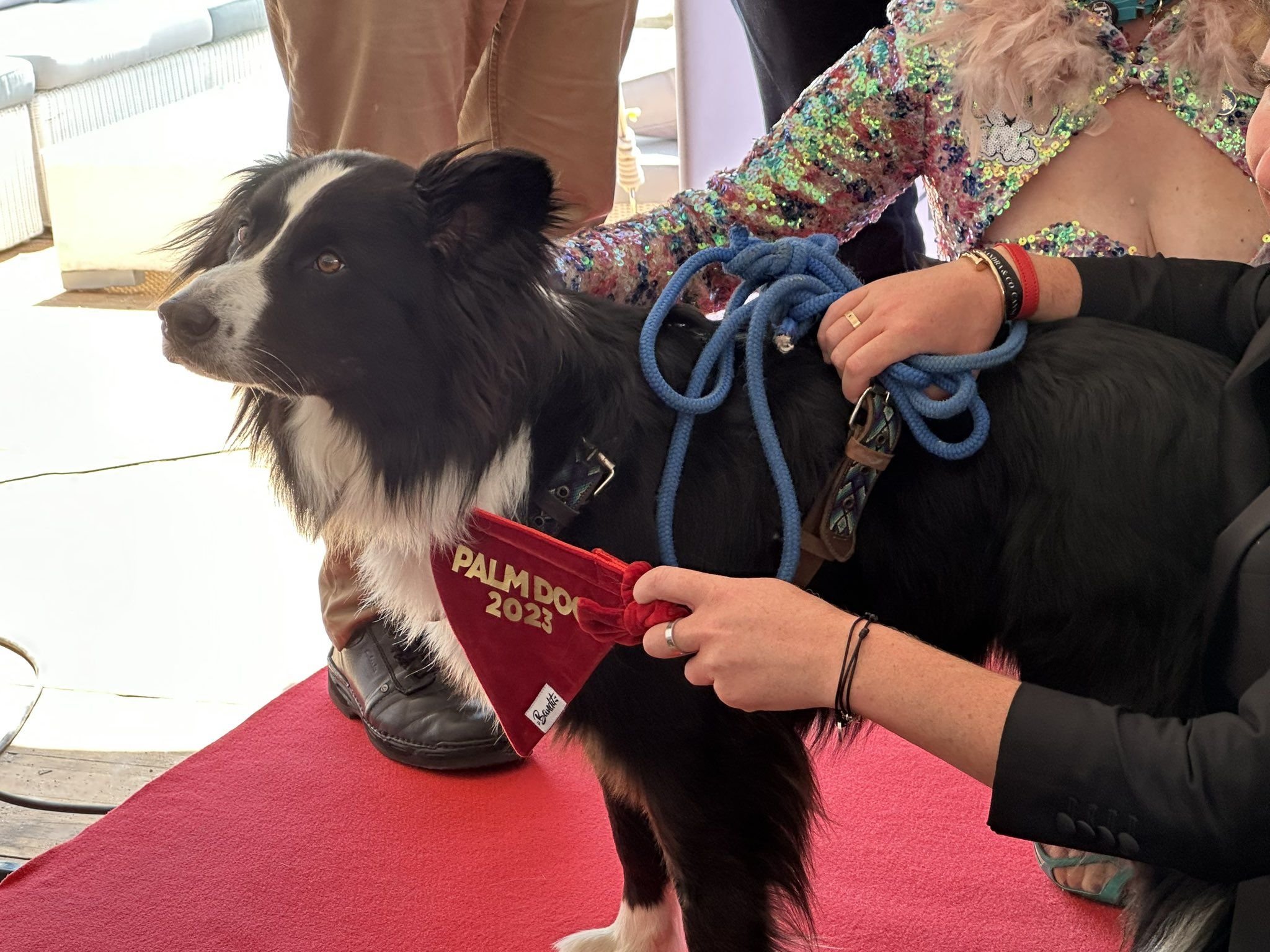 A Cannes, avant la Palme d’Or, la Palm Dog pour récompenser le meilleur chien acteur !