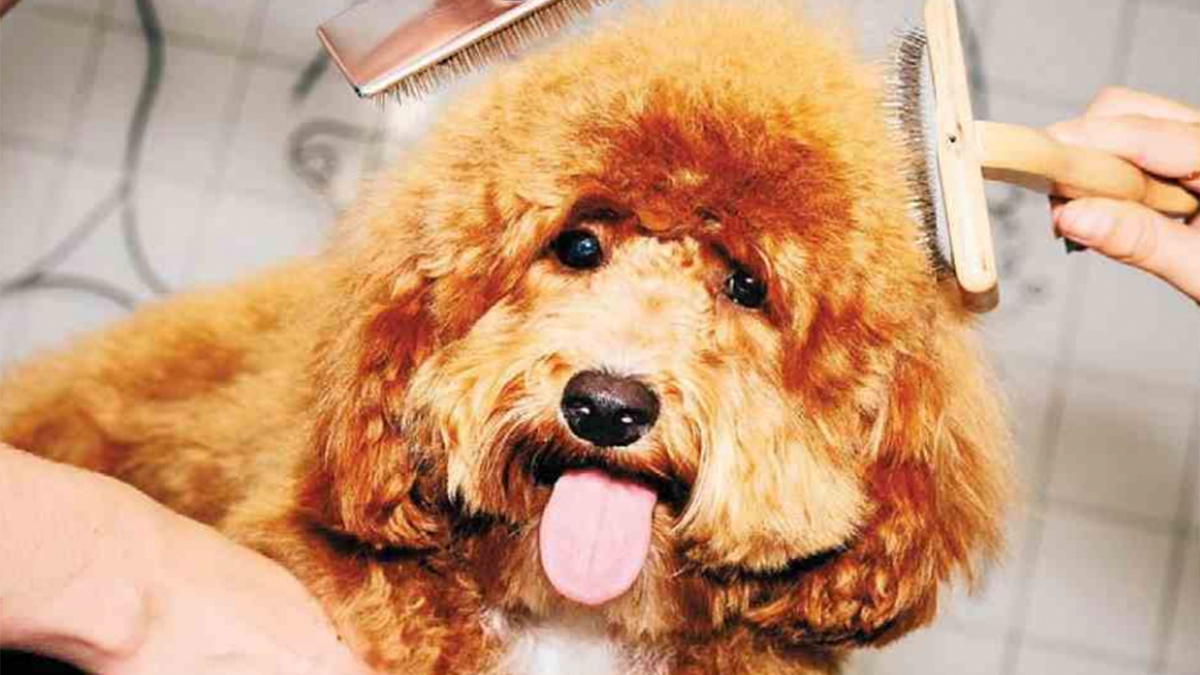 Le chien, bien plus qu’un marché de niche