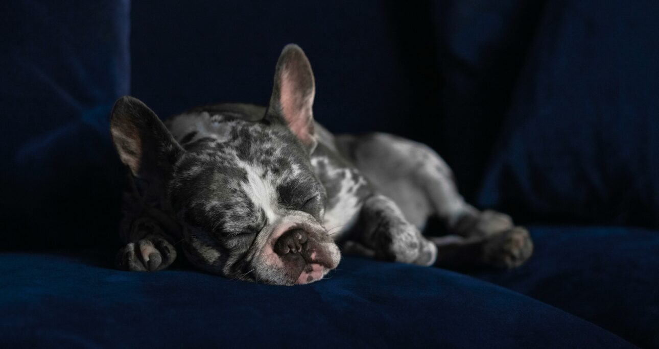 PENSÉ POUR EUXLES CHIENS RÊVENT-ILS VRAIMENT ?