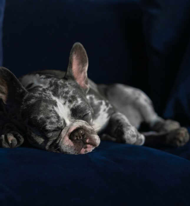 PENSÉ POUR EUXLES CHIENS RÊVENT-ILS VRAIMENT ?