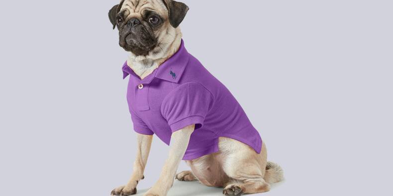 Pour leurs animaux, certains sont prêts à dépenser des sommes folles