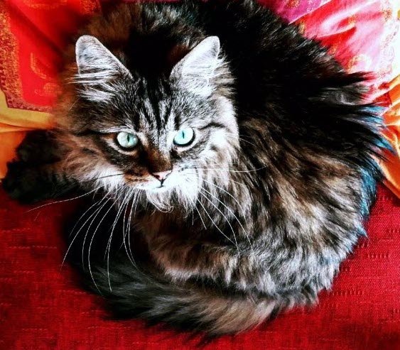 Si vous voulez cartonner sur Instagram, ayez un animal