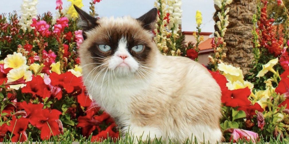 It-dogs et it-cats, les nouvelles stars d’Instagram