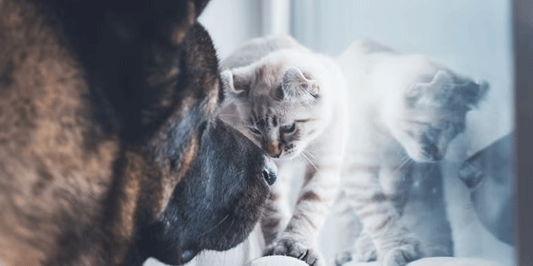 YLG : l’agence de communication qui chouchoute les stars à 4 pattes