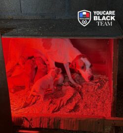 Touche pas à mon compagnon