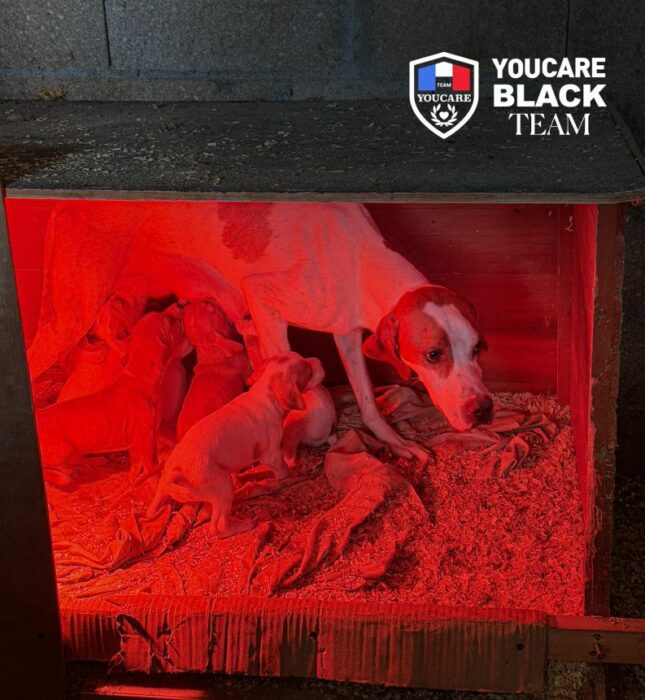 Touche pas à mon compagnon