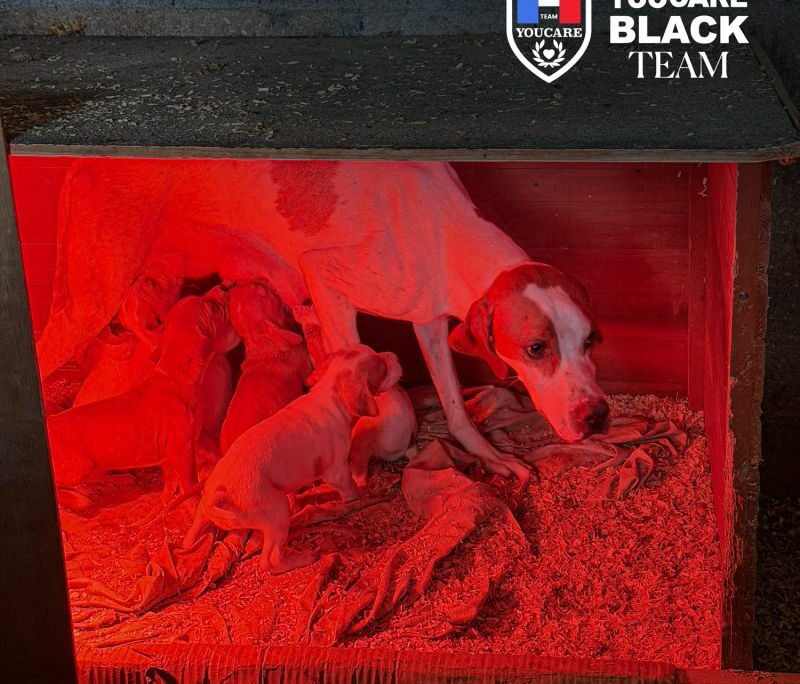 Touche pas à mon compagnon