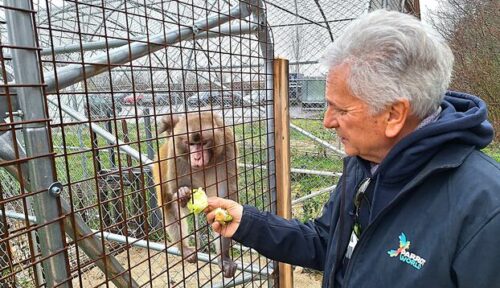 A Parrot World, une retraite enfin méritée pour des macaques de laboratoire 