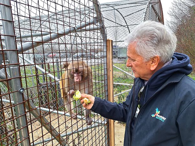 A Parrot World, une retraite enfin méritée pour des macaques de laboratoire 