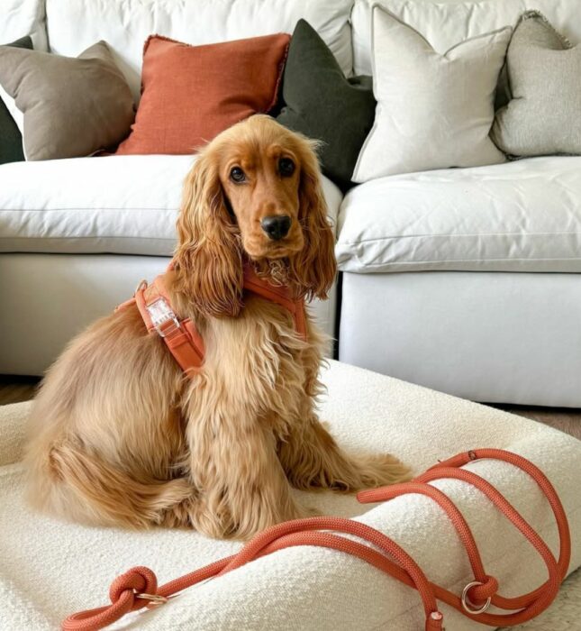 Ça agite la sphère Petcare