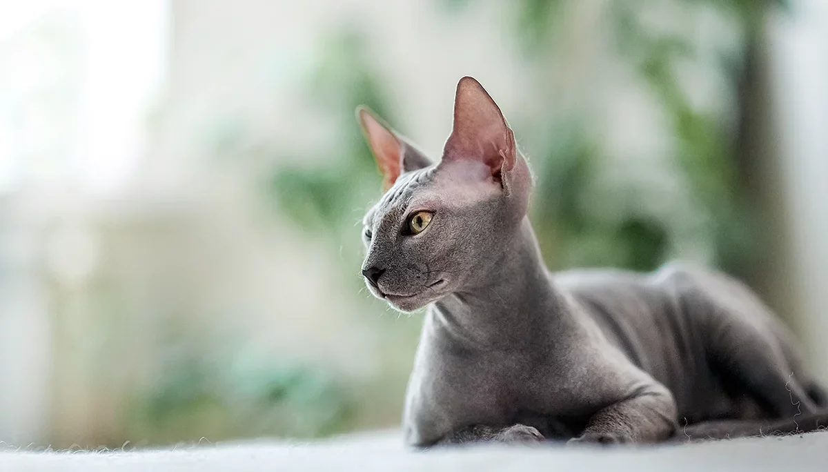 Un œil sur le monde