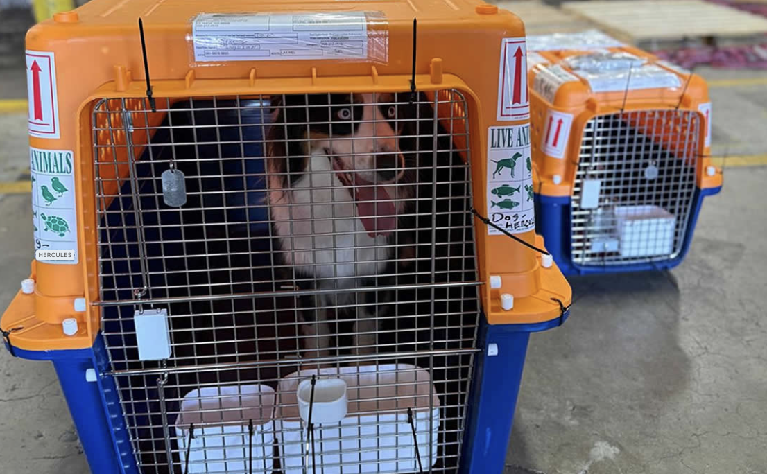 Conseils & mobilité animale