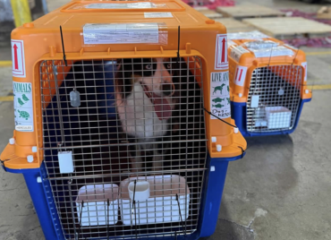 Conseils & mobilité animale