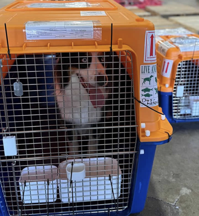 Conseils & mobilité animale